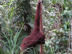Di Sini Orangutan dan Monyet Bakal Menemani Makan Siang Anda