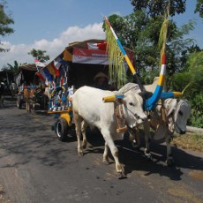 200 Bajingan Keliling Prambanan Pakai Gerobak Sapi