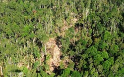 Gawat! Ribuan Hektar Kawasan Taman Nasional Tesso Nilo di Riau Dijarah