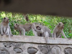 Monyet di Hutan Merapi Alami Obesitas