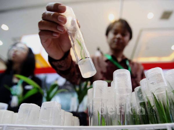 Beginilah Pembibitan Sawit dengan Kultur Jaringan