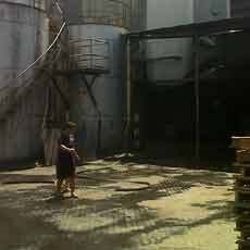 Pabrik Minyak Goreng Ikan Dorang Terbakar