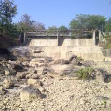 Sungai di Tuban Mengering, Ratusan Hektar Tanaman Padi Rusak