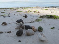 Mengintip Kerajaan Keong di Pantai Perawan Buton