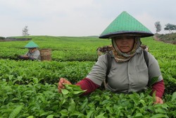 Objek Wisata Baru di Sumut: Kebun Teh Tobasari