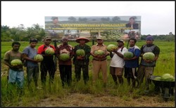 Top! Prajurit TNI di Papua Ubah Lahan Tidur Jadi Kebun Semangka