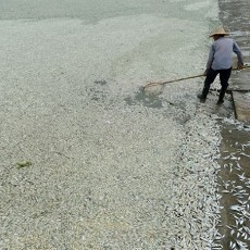 Ratusan Ribu Ikan di Sungai China Mati Akibat Polusi Air