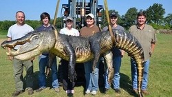 Wuih! Buaya Raksasa Seberat 330 Kg Ditangkap Pemburu di Mississipi 