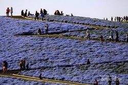Hamparan Karpet Bunga di Jepang, Cantik Banget!