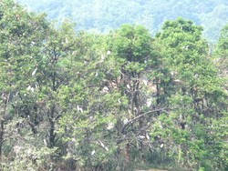 Ada Pulau Burung di Putrajaya, Malaysia
