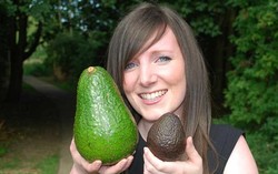 Avozilla, Alpukat Seberat 1.3 Kilogram dari Afrika Selatan