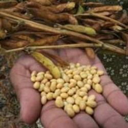 Importir Kedelai Ngaku Pusing Dengan Gonjang-ganjing Rupiah