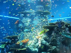  Bawah Laut? Bukan, Ini Akuarium Terbesar di Dunia