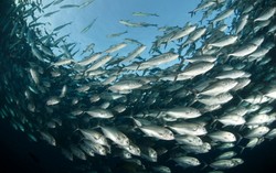 Ditemukan Jejak Merkuri pada Ikan Laut Dalam Karena Asap Pabrik di Asia