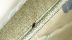 5 Tips Memeriksa Kutu Kasur di Kamar Hotel