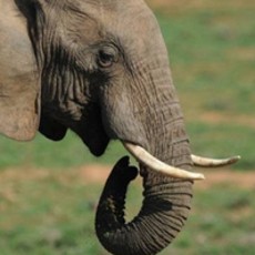 Mengenaskan! 41 Ekor Gajah Tewas Diracun di Taman Nasional Zimbabwe