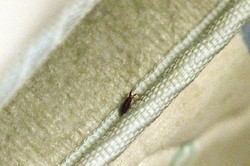 Awas! Kutu Kasur Mengancam Wisatawan di Kamar Hotel