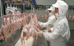 Amerika Serikat Akhirnya Izinkan Impor Produk Olahan Ayam Dari China