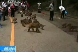 Testis Bayi Ditarik dan Dimakan Monyet Saat Ganti Popok di Kebun Binatang