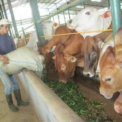 Sapi dan Kerbau di Jawa Hilang 1,9 Juta Ekor, Ini Penjelasannya