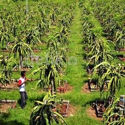 Bikin Sensus Pertanian 2013, BPS Habiskan Rp 2 Triliun