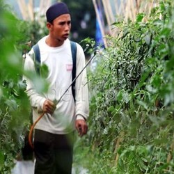 Jumlah Petani Menurun, Tapi Produksi Pertanian RI Meningkat