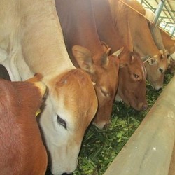 Populasi Sapi dan Kerbau Indonesia Turun Terus, Ini Penyebabnya