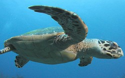 Diminta Memasak Penyu Langka, Koki China Ini Justru Menyelamatkannya