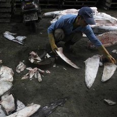 Ahok Berencana Buat Perda Larangan Konsumsi Sirip Hiu di Jakarta