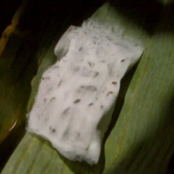 Ini Dia Tempe yang Anti Krisis Harga Kedelai