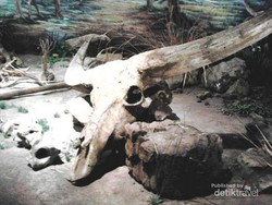 Sangiran, Museum Purbakala yang Jadi Warisan Dunia