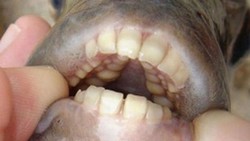 Awas! Ikan Pemakan Testikel Menyebar ke Prancis