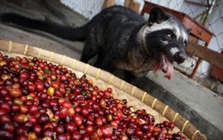 Tim Peneliti dari Jepang Temukan Cara Menguji Kopi Luwak Asli