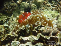 Cantiknya Alam Bawah Laut di Selatan Lampung