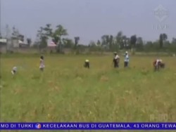 Panen, Petani Kedelai Raup Untung