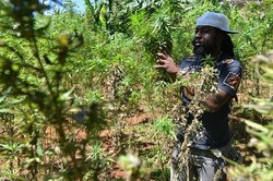 Ya Ampun! Ada Wisata Ganja di Jamaika