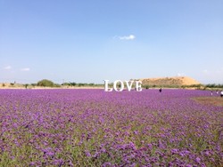  Hamparan Lavender di China, Cantik Banget!