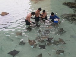 Memberi Makan Ikan Pari, Rasanya Geli!
