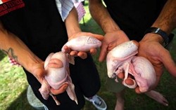 Festival Memasak Testikel Hewan Sukses Diadakan di Serbia