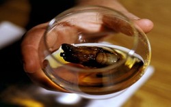 Dicari! Jempol Kaki Untuk Dimasukkan ke Dalam Sourtoe Cocktail 