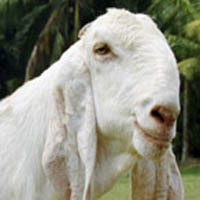 Kematian Tiga Kambing di Banyuwangi ini Misterius