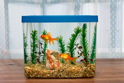 Tak Hanya untuk Hiasan Akuarium, Ini Manfaat Lain Batu Zeolite