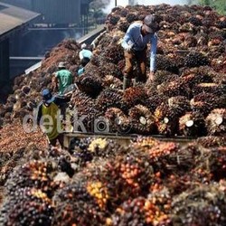 Pertama Kali di Indonesia, Petani Sawit Swadaya Terima Sertifikat RSPO