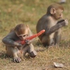 Jepang Kerahkan 280 Orang Untuk Memburu Seekor Kera