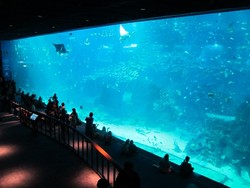 Ini Dia Akuarium dengan Kaca Pandang Terbesar di Dunia