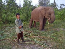Mengenal Pasukan Gajah Pencegah Konflik di Taman Nasional Tesso Nilo