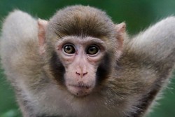 1 Monyet Bikin Resah, 280 Orang Dikerahkan di Jepang