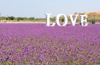 Jin Sha Dao, Surganya Bunga Lavender di China