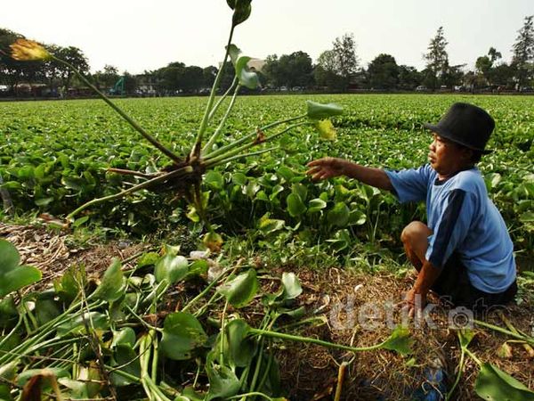 Danau Sunter Dibersihkan