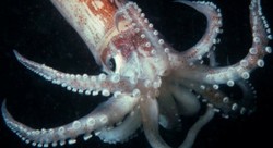 Wah, Seorang Petani di China Temukan Bom di Dalam Perut Cumi!